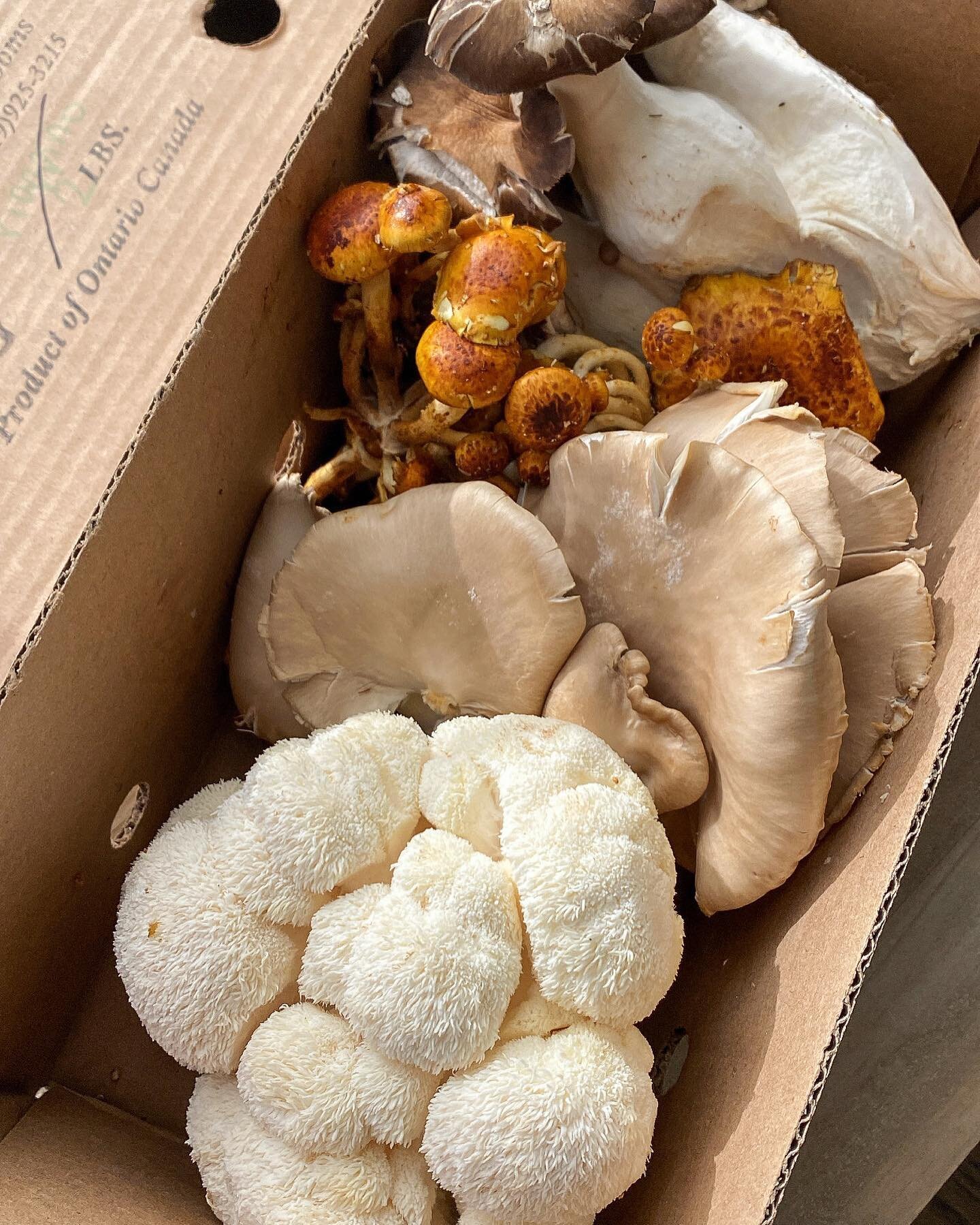 🍄 mushrooms are magical 🍄✨
There's nothing quite like fresh, locally grown mushrooms to elevate your cooking. Mushrooms are always a staple in my kitchen as they're an effortless way to impart a meaty texture and a rich, earthy flavour to any dish